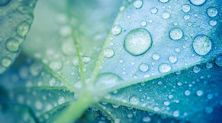 Gros plan d'une feuille verte parsemée de gouttes d'eau, illustrant la fraîcheur, l'hydratation et les bienfaits naturels des oligo-éléments pour la peau.