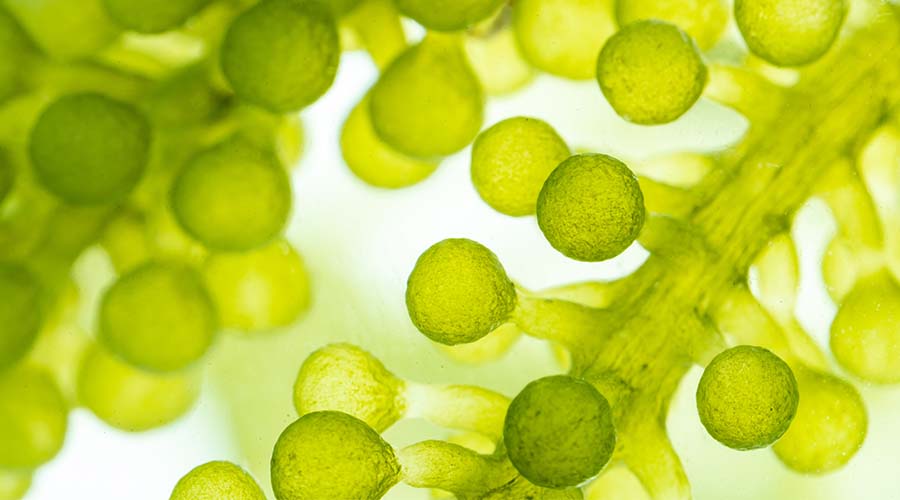 Macro d'extrait de chlorelle verte, ingrédient naturel aux propriétés revitalisantes et antioxydantes, utilisé dans les soins visage bio de IUM Paris