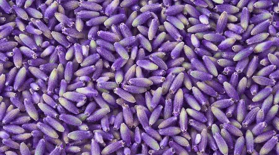 Zoom sur des brins de lavande violette