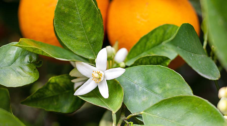 fleur de néroli sur un arbre avec oranges amères en fond