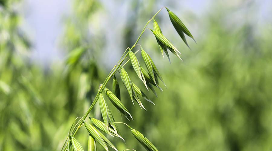 Épi de seigle vert, ingrédient naturel utilisé pour ses bienfaits dans les produits de soin visage bio et naturels de IUM Paris.