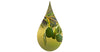 Fruit du jojoba dans une goutte