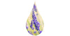 Fleurs de lavande dans une goutte