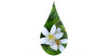 Fleurs d'oranger dans une goutte