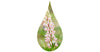 Fleurs de lupin dans une goutte
